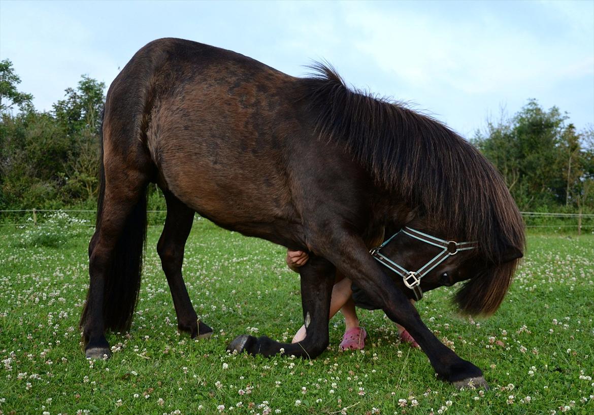 Islænder Steina <3 - Without you, I'm nothing, With you, I'm something, together we're everything! :-D ~Trick: Neje. //foto: Nanna <3. billede 8