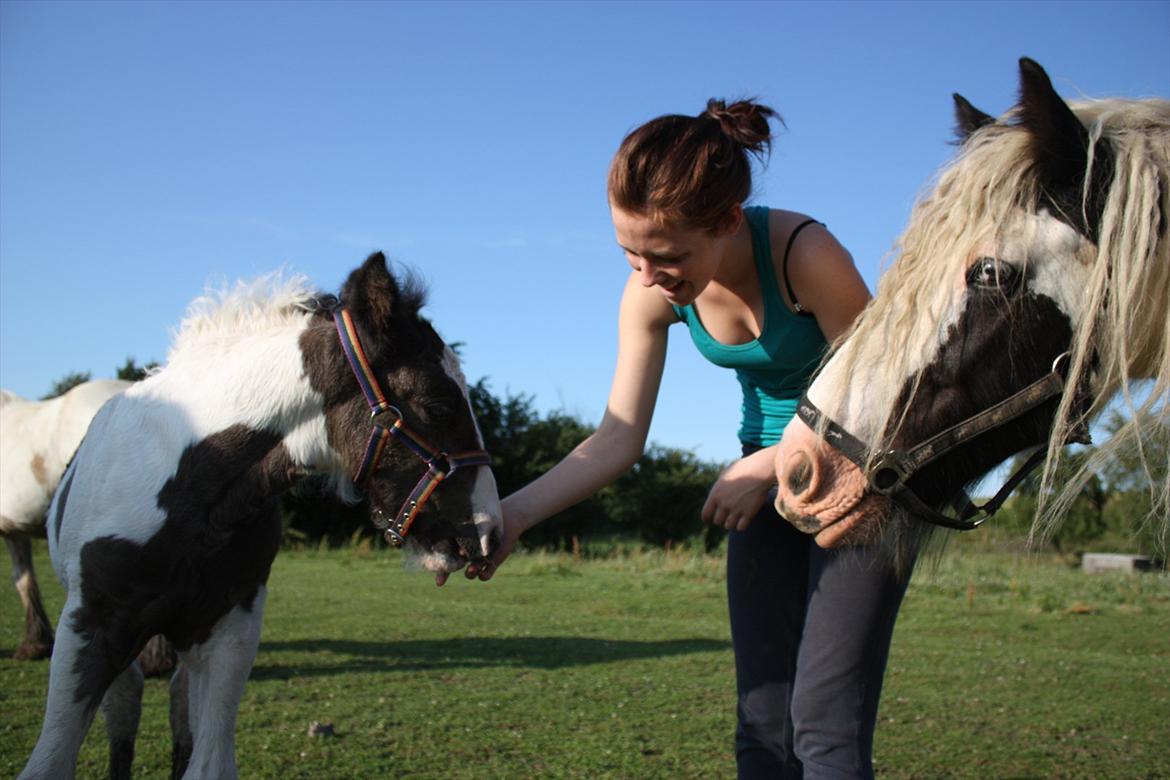 Irish Cob Gordon Blue - Gordon Blue har sørme fået tænder. :) 14 dage gammel
Houdini kigger på.  ;) billede 9