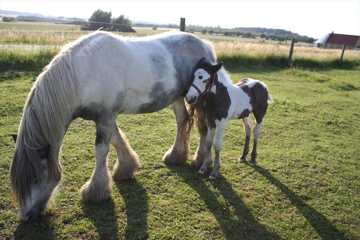 Irish Cob Gordon Blue - Farmand er den næstbedste i verden.  :)  14 dage gammel billede 10