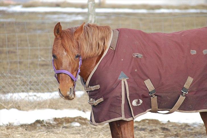 Anden særlig race Pasadena "tyksakken"<3. - Tak fordi i kiggede med!(-:
- I må meget gerne give en bedømmelse og smide en kommentar!;-). billede 20