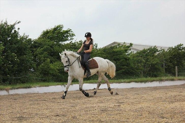 DSP Madeleine<3 - Dressur undervisning :p  billede 15