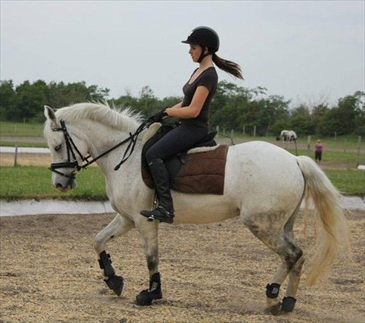 DSP Madeleine<3 - Dressur undervisning ;) billede 17