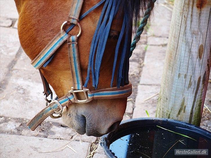 New Forest Lundemarksgaards Nemo billede 9