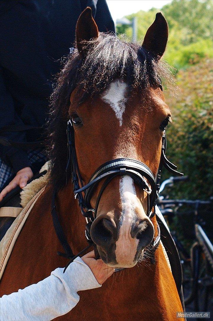 New Forest Lundemarksgaards Nemo - Velkommen til Nemos profil - min egen stjerne <3 billede 1