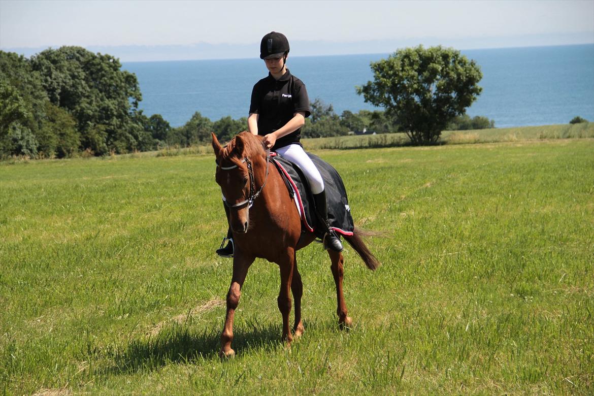 Hollandsk Sportspony Marien billede 7