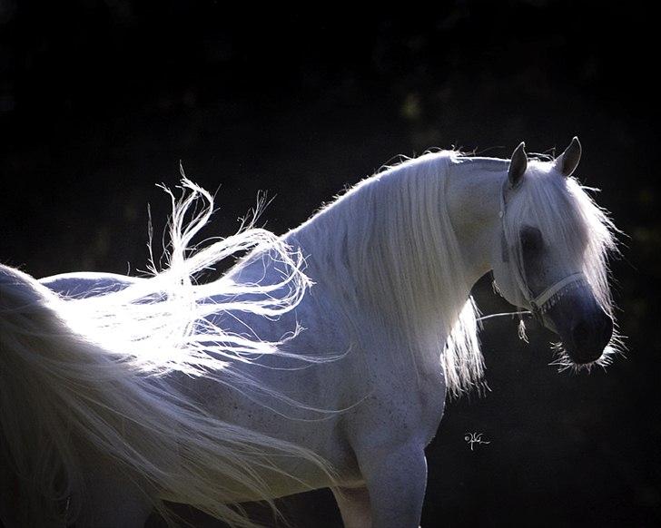 Arabisk fuldblod (OX) WML Wahed (Scid/CA - fri) - WML Wahed 2011

Photo April Visel billede 17