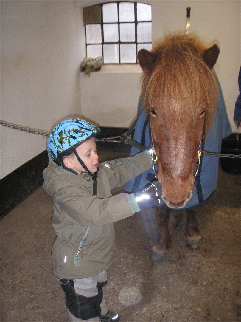 Islænder BLOSSI FLINTERUP - Lille Elliott og Blossi <3
Vinter 2010 billede 5