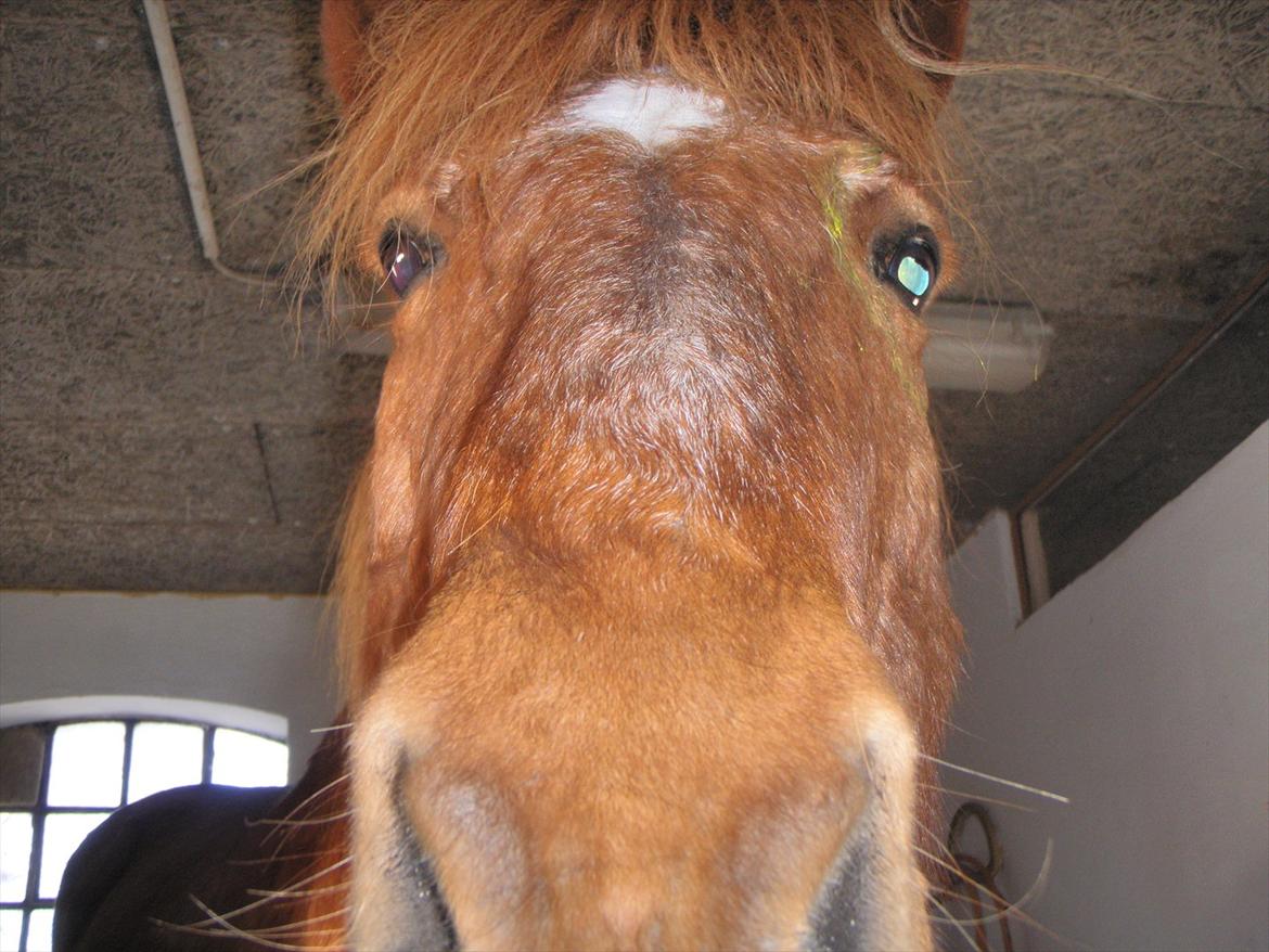 Islænder BLOSSI FLINTERUP - Blossi snuser til kameraet, det skulle med!
06/02- 2011 billede 6