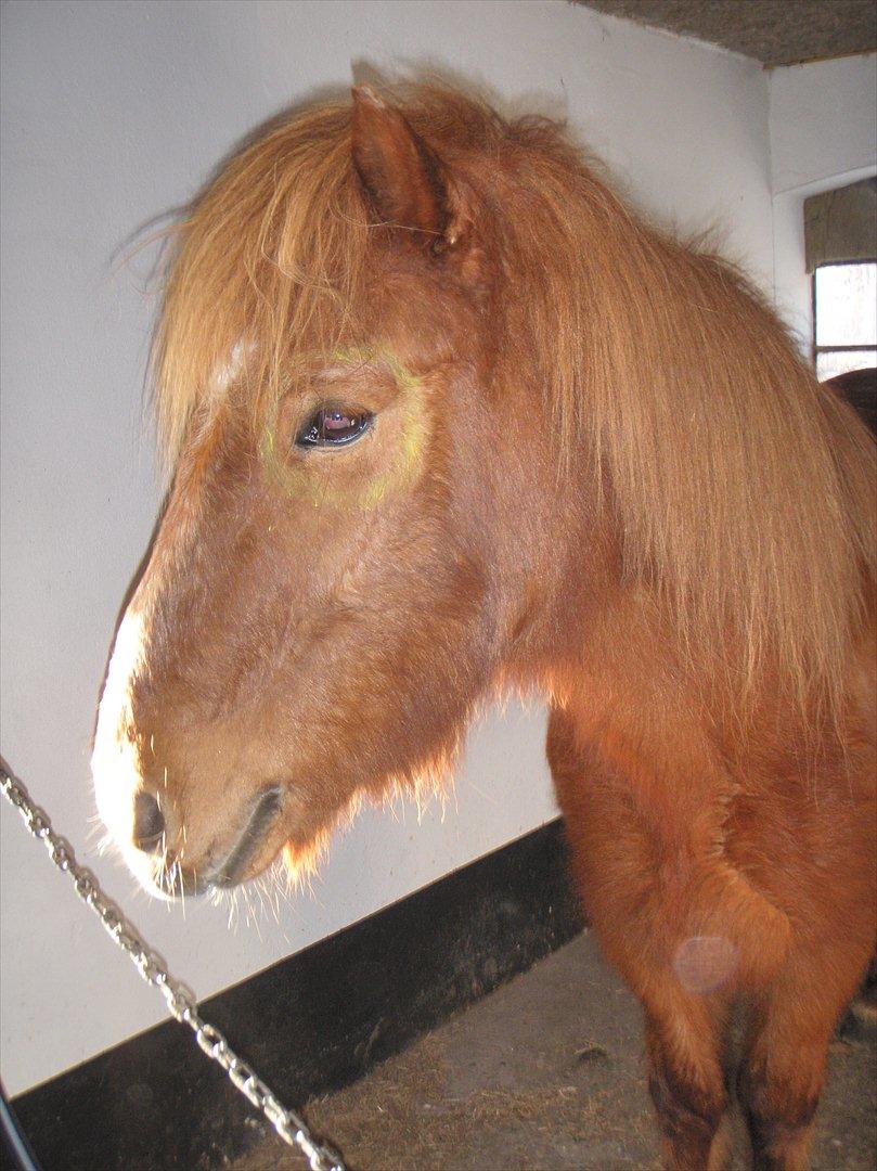 Islænder BLOSSI FLINTERUP - 06/02- 2011 billede 4