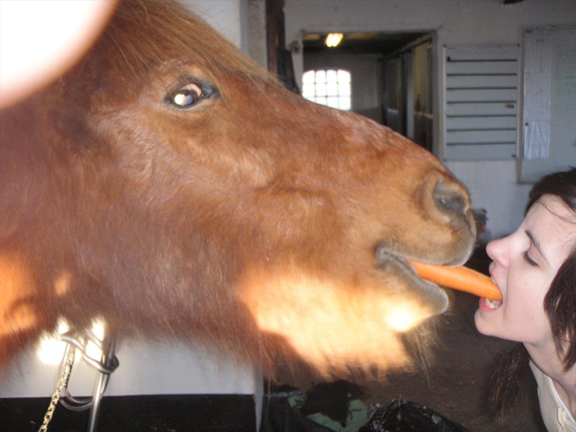Islænder BLOSSI FLINTERUP - Kamp om guleroden!
2011 billede 9