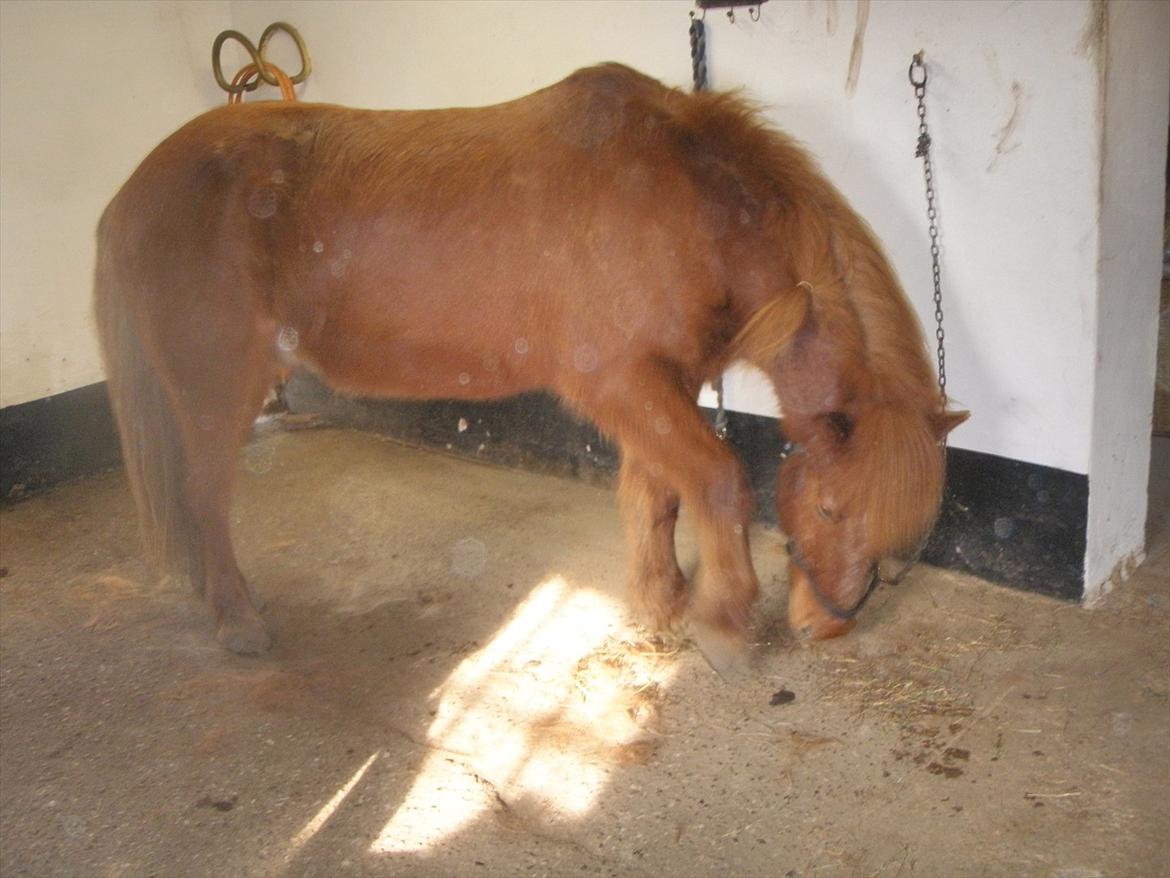 Islænder BLOSSI FLINTERUP - Blossi altså! Man må ikke tikke!
2010 billede 11