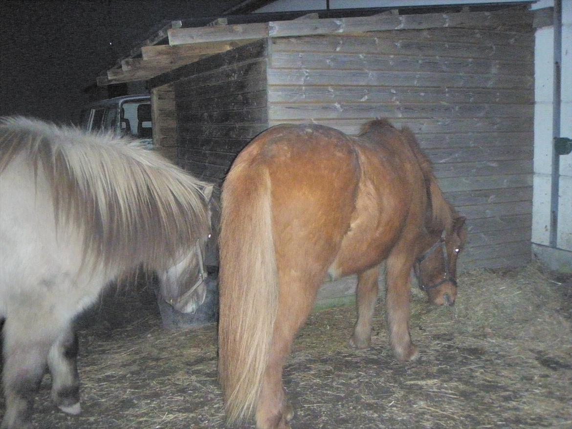 Islænder BLOSSI FLINTERUP - Første uge i løsdrift :D
2011 billede 13