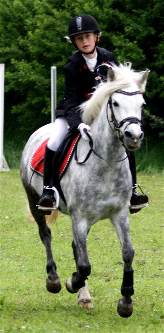Welsh Pony (sec B) | SABINE *SOLGT* - Efter en god tur :-)! billede 18