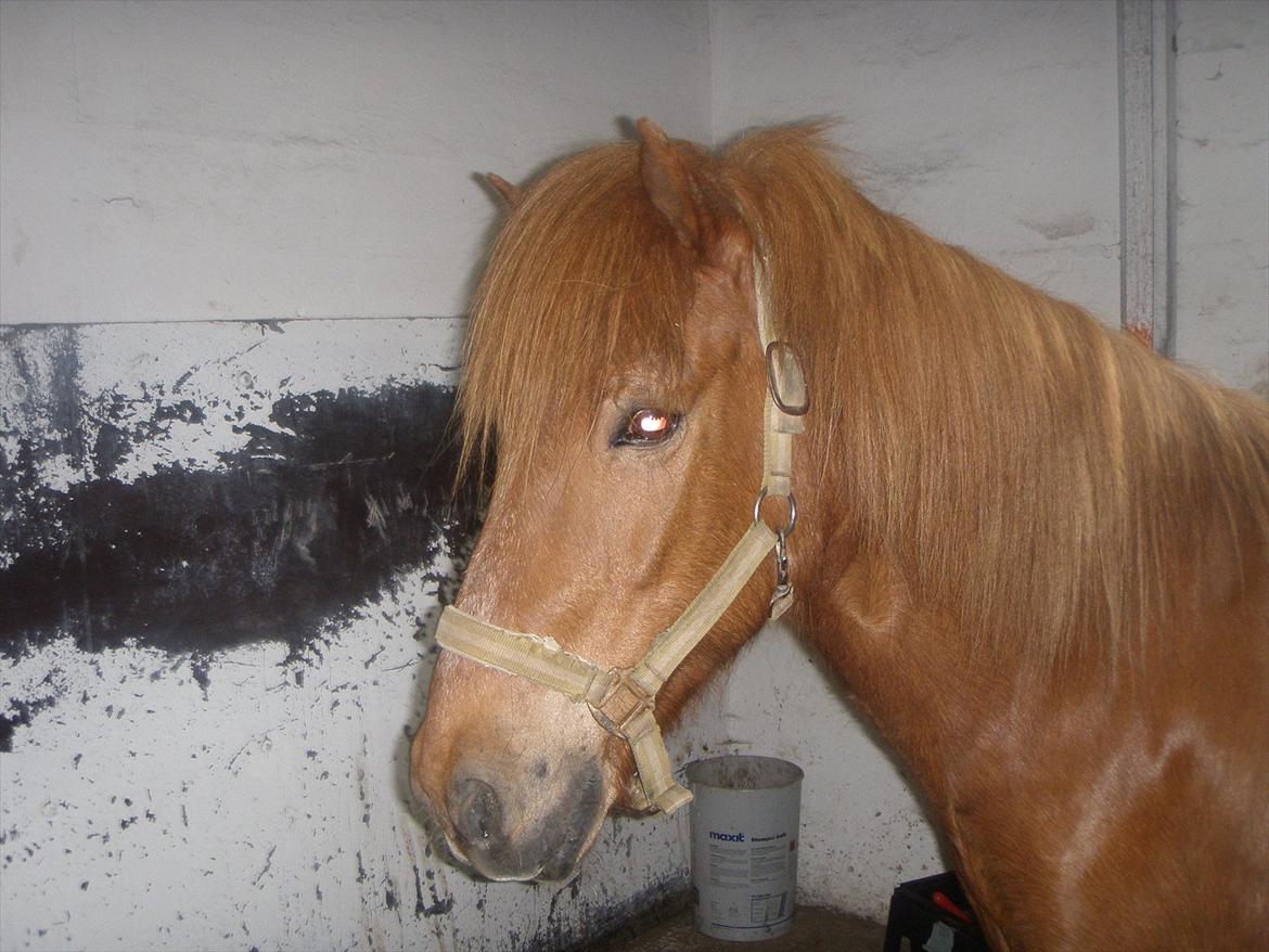 Islænder BLOSSI FLINTERUP - 2010 billede 15