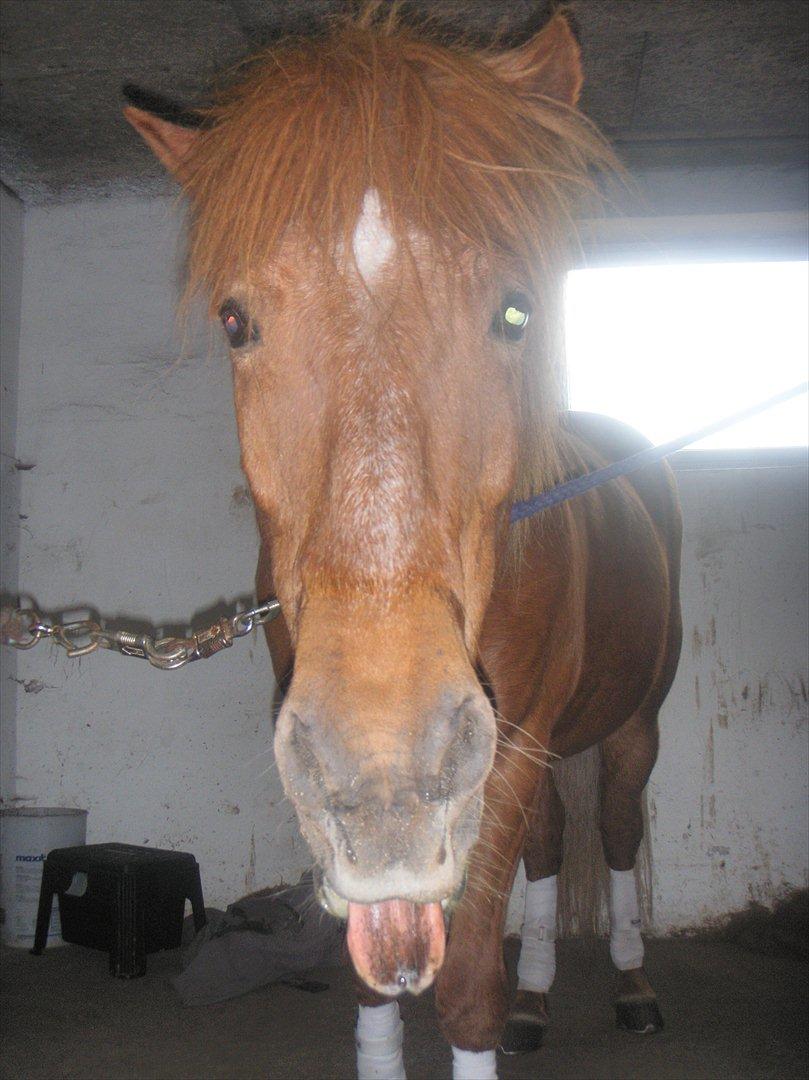 Islænder BLOSSI FLINTERUP - 2010 billede 16