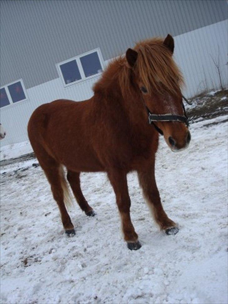 Islænder BLOSSI FLINTERUP - Blossen i en dejlig tyk vinterpels.
2009 billede 18