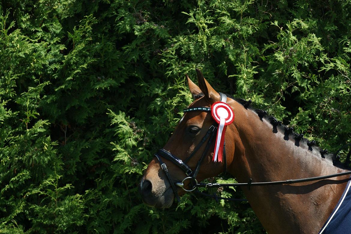 Dansk Varmblod Leuth Of Atlantic - Klubmetser hest dressur 2011. Foto: anja tærsker billede 18