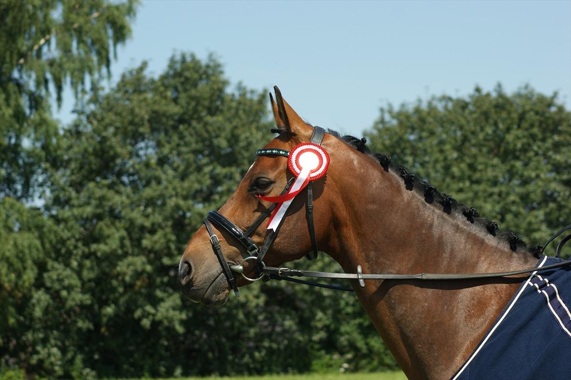 Dansk Varmblod Leuth Of Atlantic - Klubmester hest dressur 2011 :)  foto: Anja Tærsker billede 1