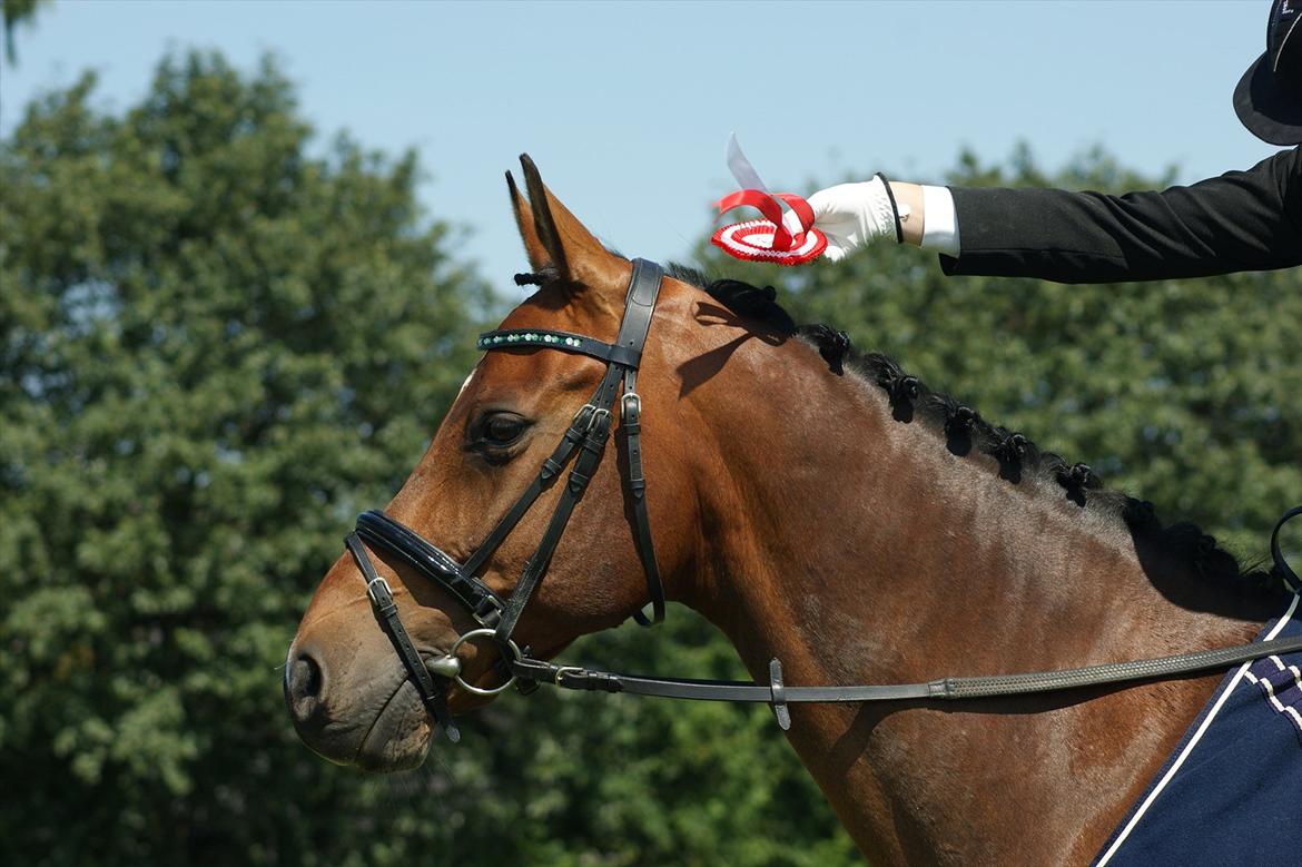 Dansk Varmblod Leuth Of Atlantic - Klubmetser hest dressur 2011. Foto: anja tærsker billede 19