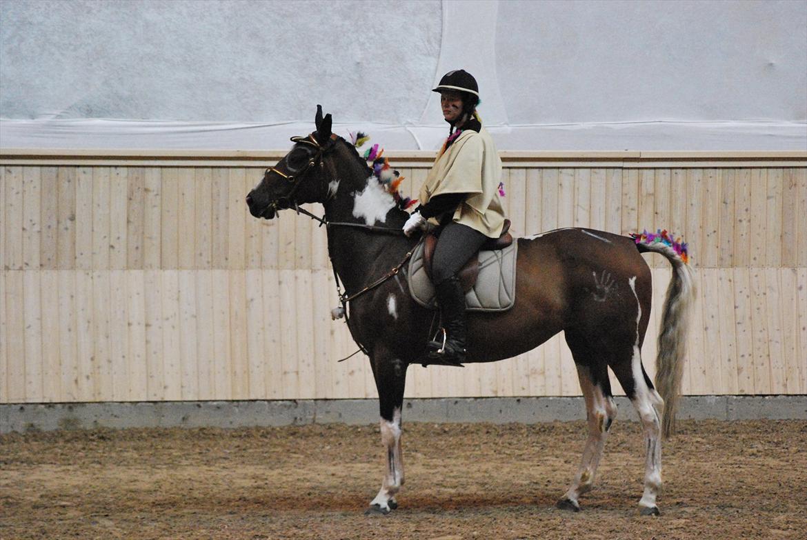 Pinto Great-Vikings Indiana (skinkedyret) - indianer indi på vilhelmsborg 2011
- taget af Anita Rasmussen billede 1