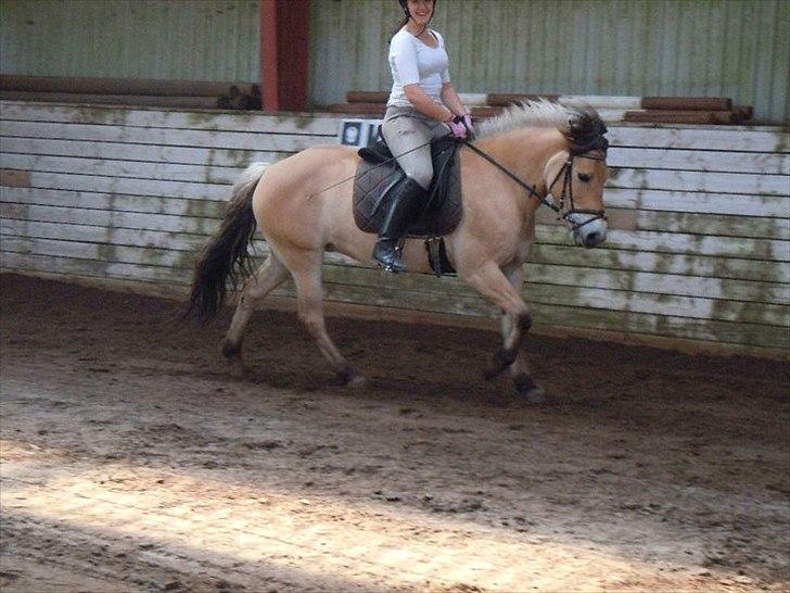 Anden særlig race Moonlight<3 - dressur på stjernen<3 
fotograf freja schaloffsky billede 17