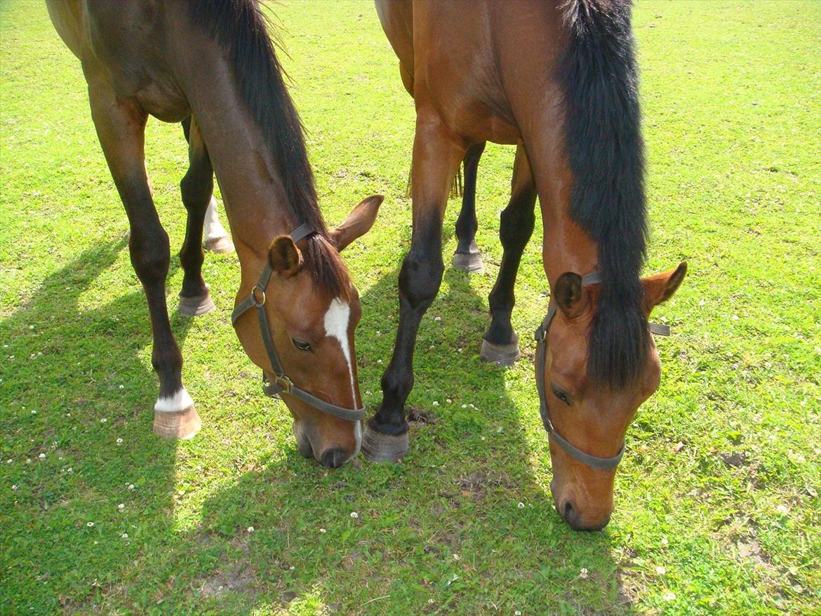 Dansk Varmblod Johannesgaards chili - 27.06.2011: Chili og hendes bedste veninde den jævnaldrende Malou billede 10