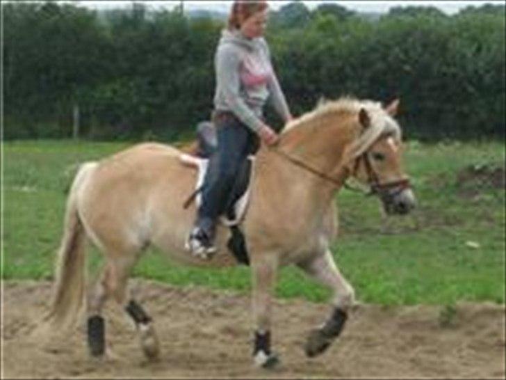 Haflinger Armani Nordan  billede 7