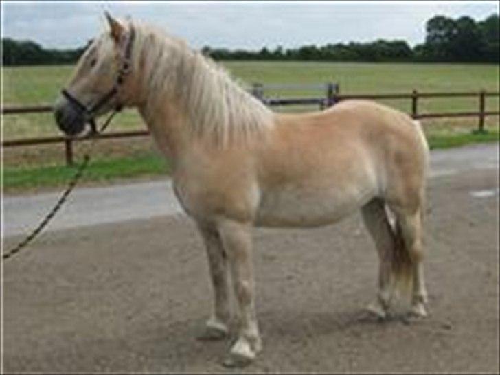 Haflinger Armani Nordan  billede 9