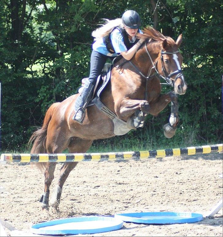 Dansk Varmblod Rønbjergs Altessa billede 4