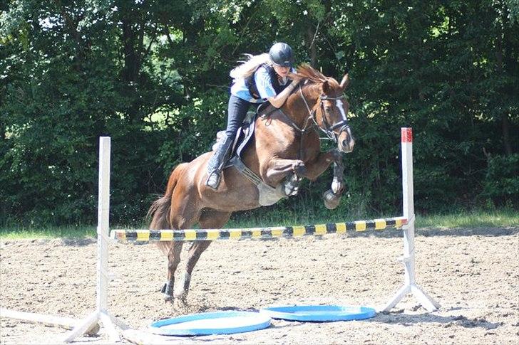 Dansk Varmblod Rønbjergs Altessa billede 11