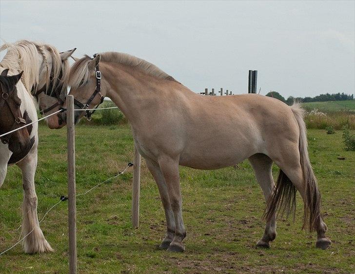 Fjordhest Sally (Lånehest) ~ True Friend ~ - Hvis hun ikk er LABER, så ved jeg sgu ikk hvad er....!!! billede 11