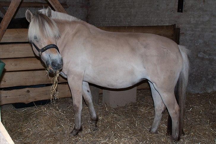 Fjordhest Sally (Lånehest) ~ True Friend ~ - Kan gerne lide min nye KÆMPE boks...!! XD billede 13