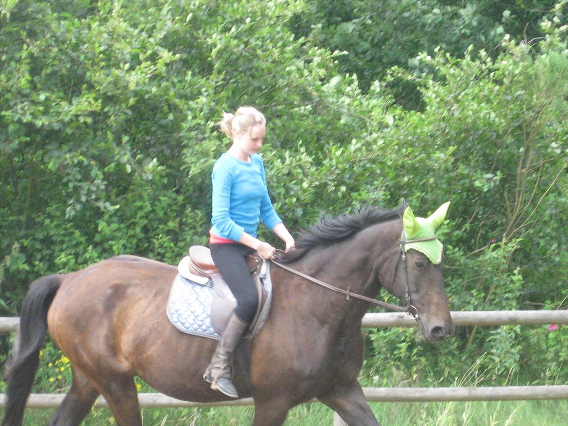 Dansk Varmblod Anuqa billede 12