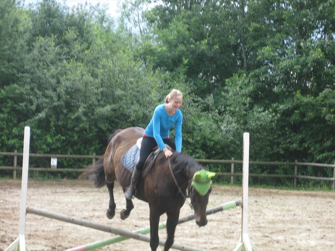 Dansk Varmblod Anuqa billede 13