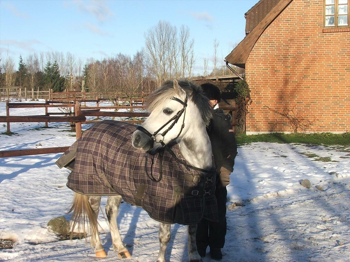 Welsh Mountain (sec A) Lady Moonlight af Ferslev billede 13