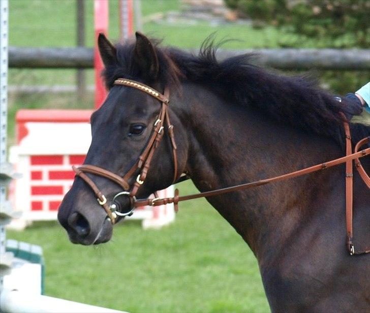 New Forest | Marabou <3 - (5) billede 5