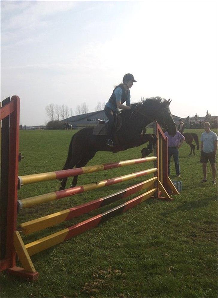 New Forest | Marabou <3 - (15) billede 15