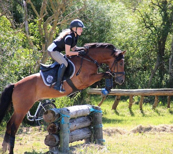 New Forest Firfod Fielfraz - SØG 2011 billede 4