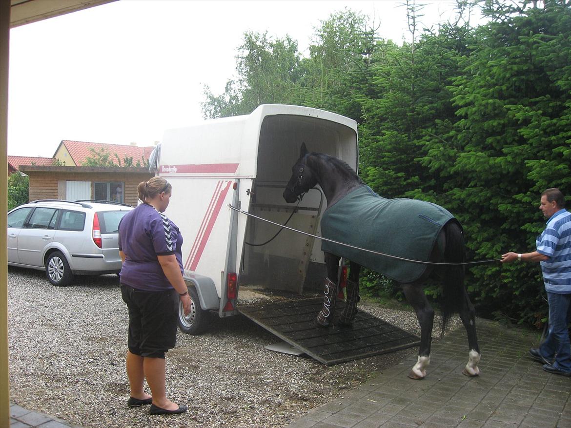 Anden særlig race Kiki Dee billede 4