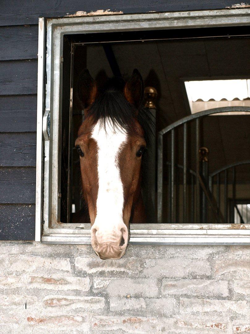 Irsk Sportspony Kalahari Fusion  billede 2