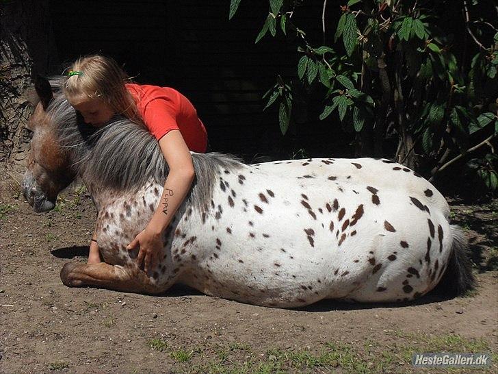 Appaloosa Pippi [Drømmeponyen] - Mester Fotograf: Didde :D  billede 3