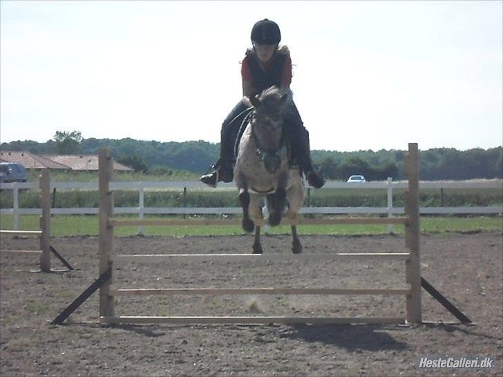 Appaloosa Pippi [Drømmeponyen] - Mester fotograf Didde :D<3
 billede 4