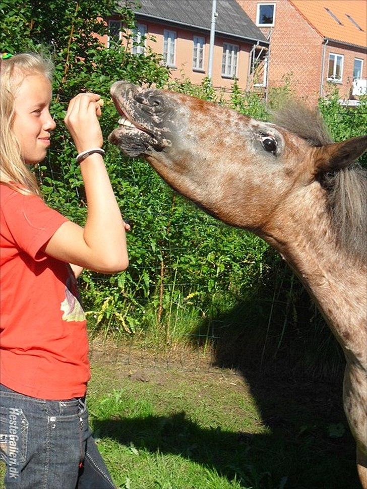 Appaloosa Pippi [Drømmeponyen] - Velkommen til Pippi's profil :D<3
Fotograf: Didde  billede 1