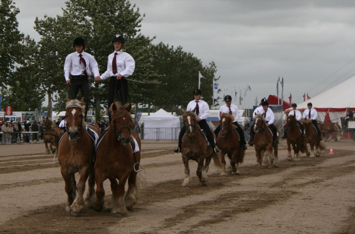 Jyde Bellami   - Show til landsskuet 2011 billede 18