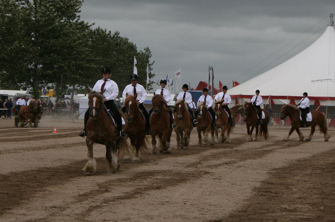 Jyde Bellami   - Forrest i showet landsskuet 2011 billede 19