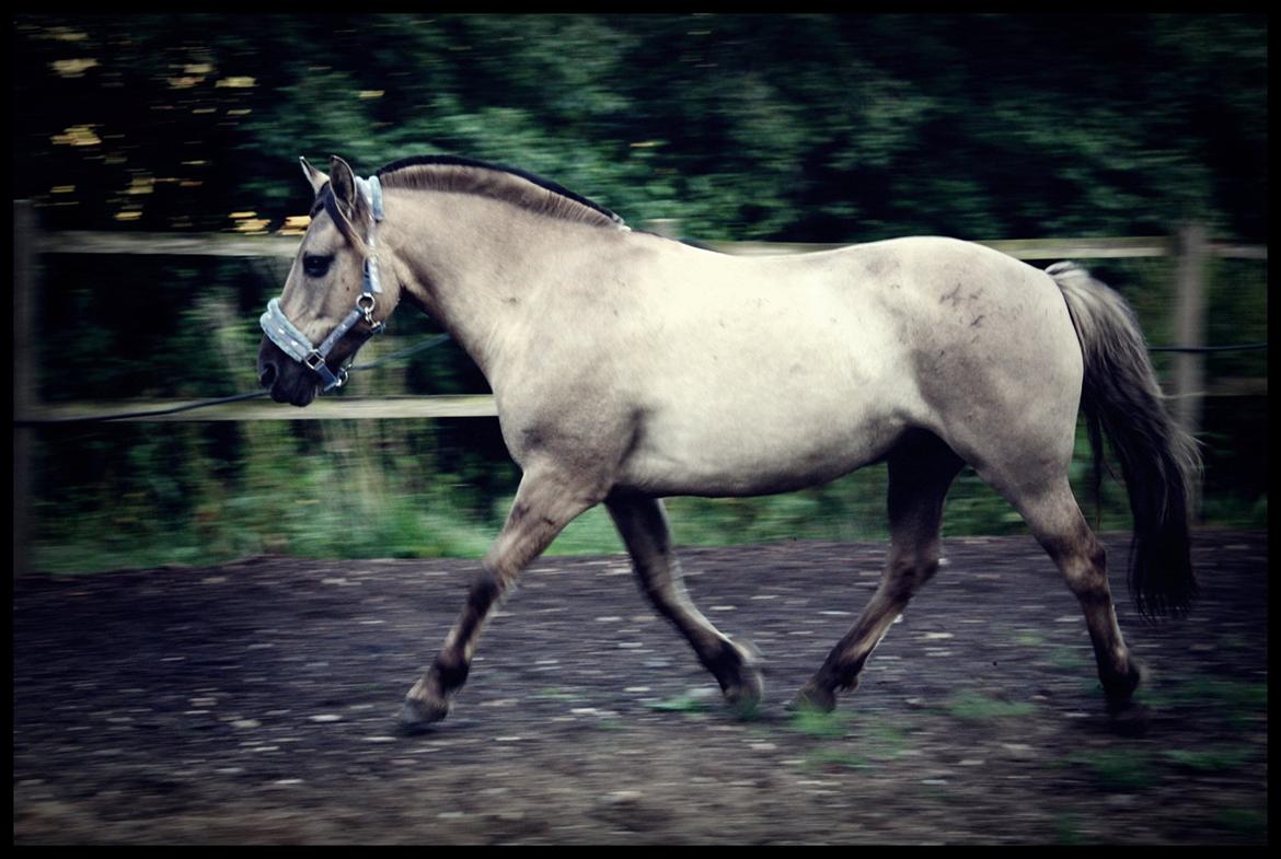 Anden særlig race Bailey billede 7