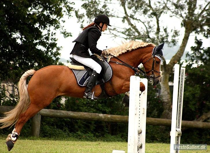 Haflinger Vestervangs Hodder  - TURK-USP :)

Foto Barløse :) billede 18