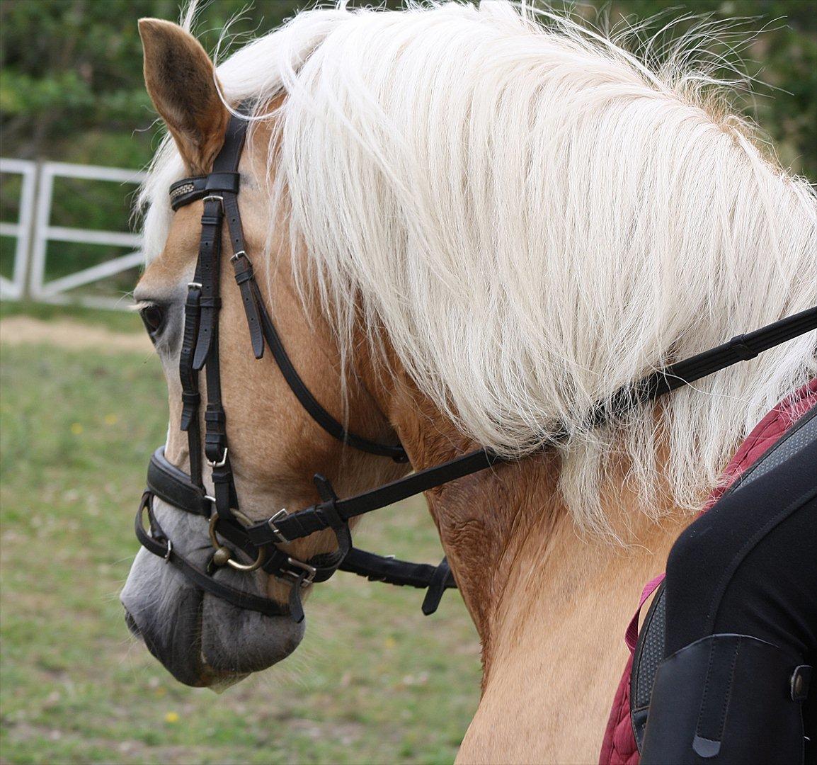 Haflinger GRYNET - Juli 2011 billede 12