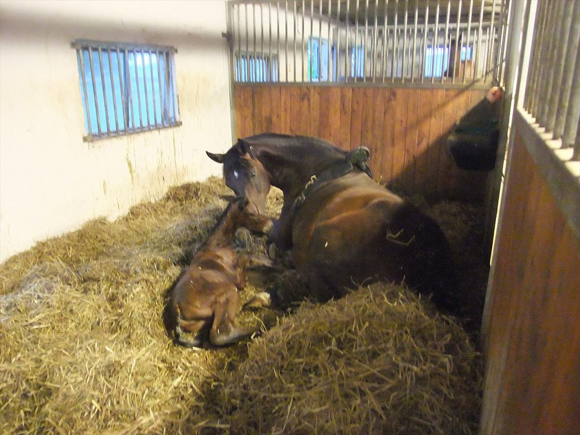 Anden særlig race Sassello Miracolo - Lige blevet født og begyndt at kravle op til mor :-) billede 2