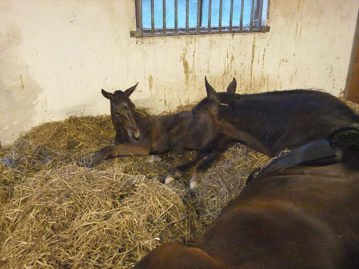 Anden særlig race Sassello Miracolo - Billedet taler vidst for sig selv :-) billede 3